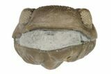 Wide, Enrolled Eldredgeops Trilobite Fossil - Ohio #191123-1